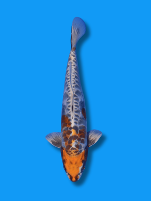 Aragoke Beni Kawari | Koi&Co.